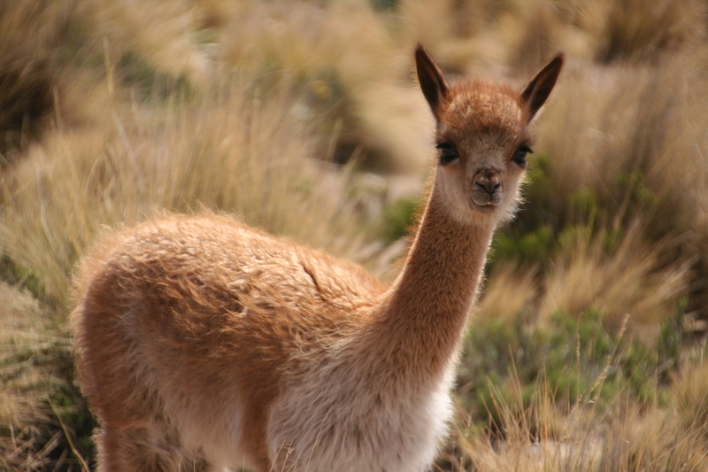 plant, kangaroo, one animal, domestic animals, animals in the wild, animal themes, grass, 2K, close-up, focus on foreground, herbivorous, vertebrate, animal wildlife