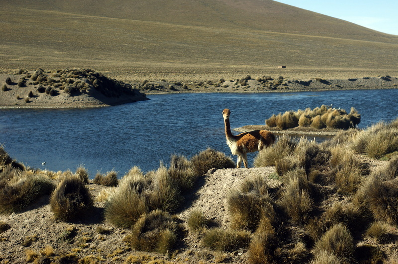 group of animals, 4K, laguna, andes, day, highlands, nature, animals in the wild, domestic animals, environment, vicuña, cordillera, animals, no people