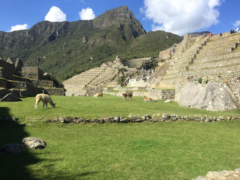 vertebrate, travel destinations, domestic, solid, mountain, land, archaeology, day, animal themes, grass, field, architecture, animal, no people, 2K, livestock