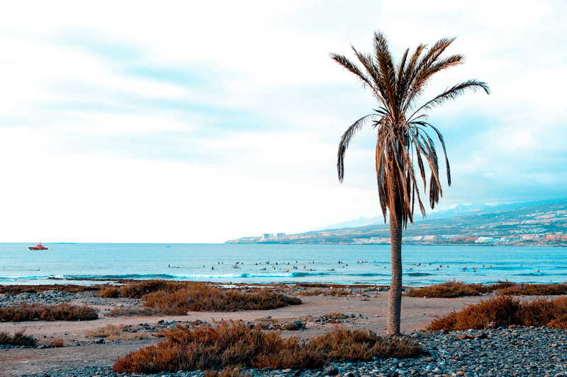palmtrees, surfing, nature, land, coconut palm tree, horizon, outdoors, tranquility, tropical climate, scenics - nature, horizon over water, no people