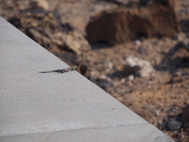 outdoors, day, vertebrate, nature, animal, invertebrate, high angle view, concrete, selective focus, animal themes, animal wildlife, ant, insect, sunlight