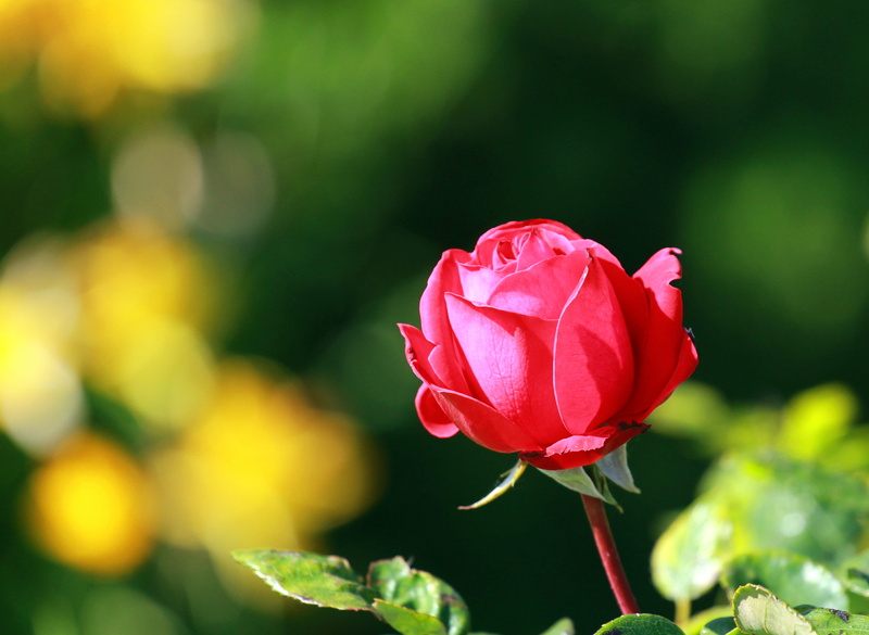 focus on foreground, flower, flowering plant, nature, vulnerability, close-up, flower head, day, plant, sri lanka, springtime, inflorescence, rose - flower
