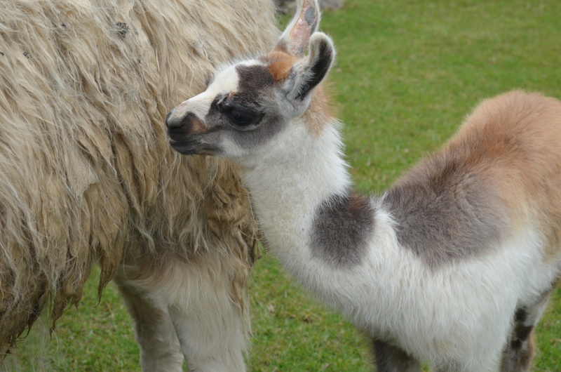 day, plant, animal family, animal themes, livestock, animal, group of animals, baby, nature, 4K, young animal, animal head, llama, domestic animals, grass