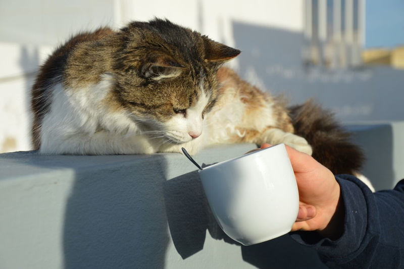 saucer, one person, one animal, computer, food and drink, drink, real people, drinking, pet owner, human hand, pets, finger, domestic, vertebrate, mammal