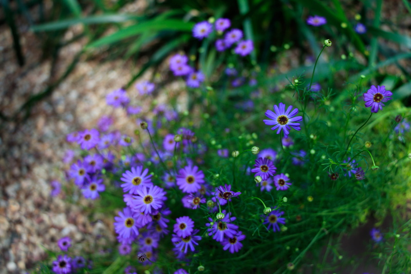 land, selective focus, fragility, petal, nature, field, day, growth, 5K, gardens by the bay, flower, purple, flower head, flowering plant, singapore, outdoors