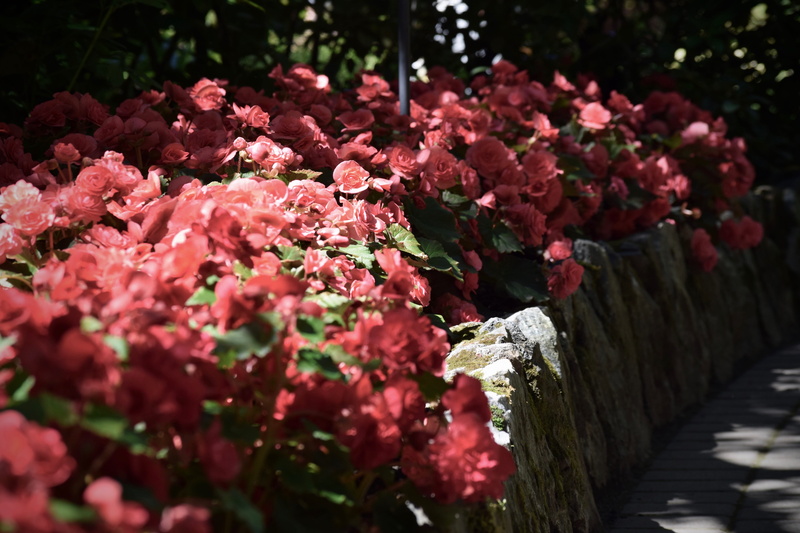 brentwood bay, close-up, roses, flower, botany, no people, butchart gardens, plant, growth, springtime, flower head, blossom, 5K, pink color, flowers