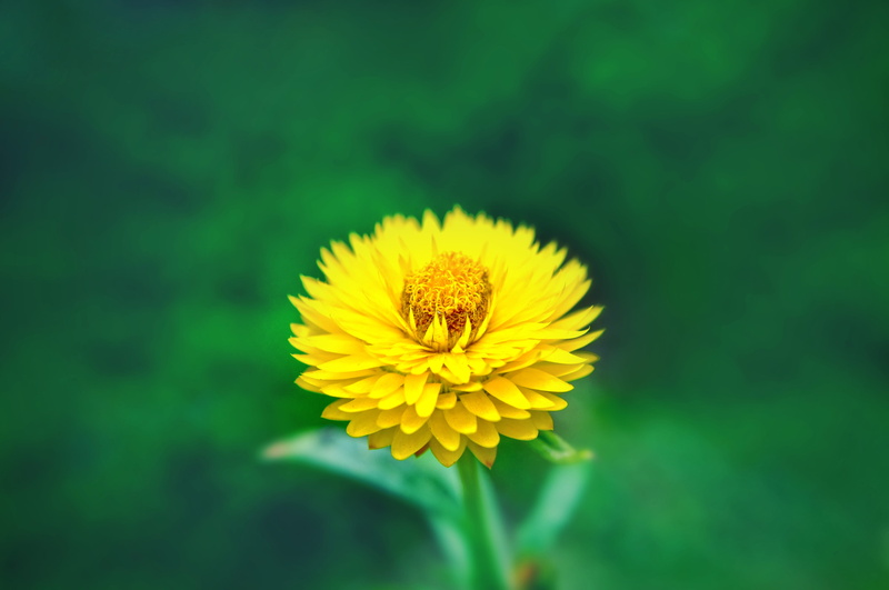 macro, growth, selective focus, flower, 4K, beauty in nature, focus on foreground, vulnerability, fragility, flower head, outdoors, pollen, spring, no people