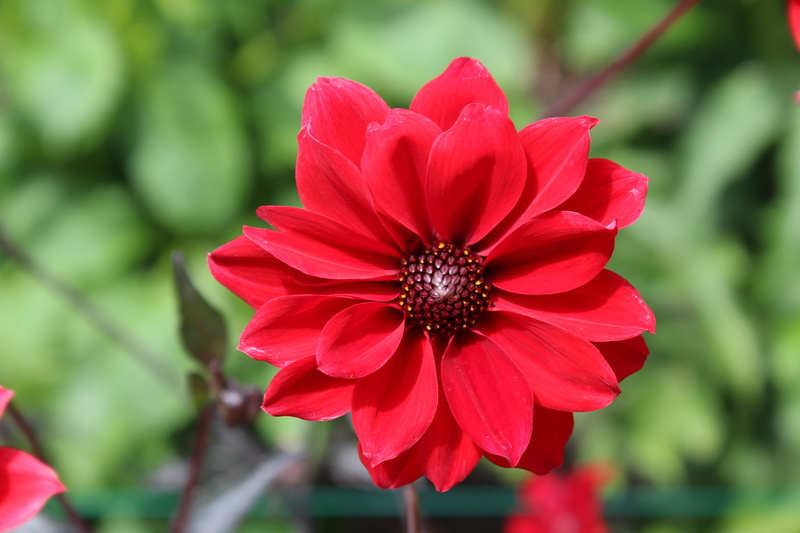 brentwood bay, petal, park - man made space, inflorescence, nature, flowering plant, close-up, fragility, plant, day, beauty in nature, canada, flower