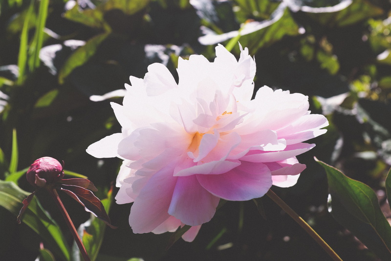 outdoors, brentwood bay, beauty in nature, 4K, freshness, the butchart gardens, no people, canada, pink, flower, pollen, white color, focus on foreground