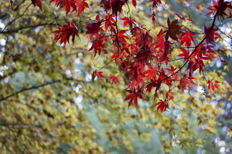 leaves, trees, autumn collection, focus on foreground, japanese garden, growth, plants, autumn, day, close-up, 5K, maple leaf, leaf, change, low angle view