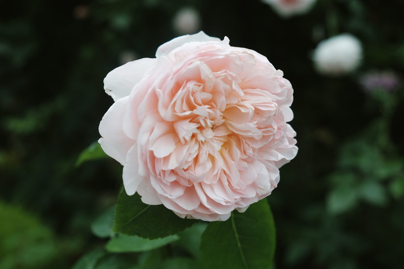 2K, close-up, rose in the garden, focus on foreground, outdoors, blooming, vulnerability, beauty in nature, flowering plant, fragility, plant, flower head