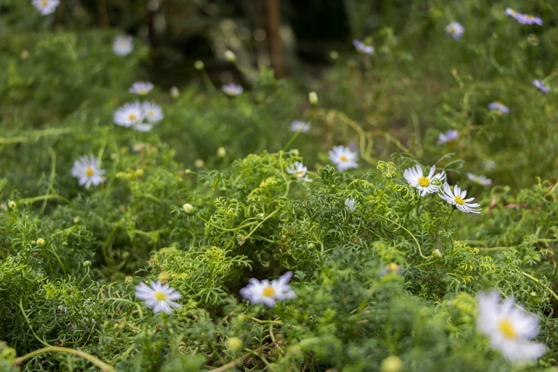 flowers, flowering plant, no people, flower head, fragility, growth, field, 5K, outdoors, singapore, close-up, flower, plant, petal, vulnerability, selective focus