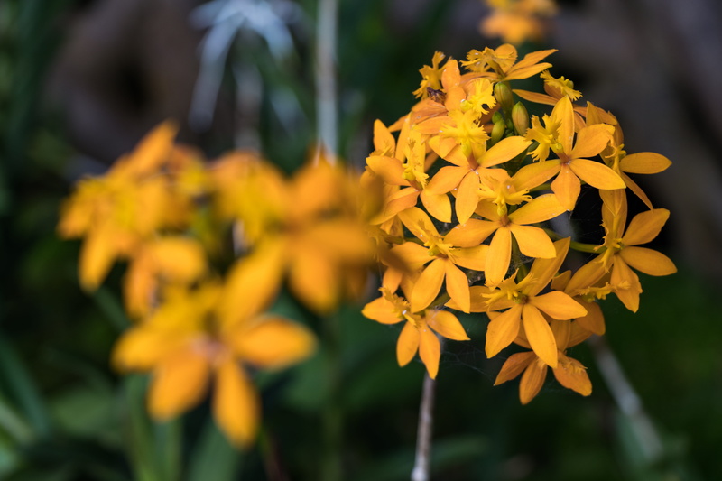 flowers, selective focus, vulnerability, day, no people, flower, park - man made space, flower head, plant, gardens by the bay, outdoors, petal, yellow
