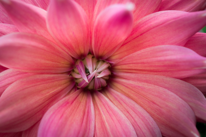 flower Head, 5K, close-up, petal, pink, nature, dahlia, gardens by the bay, macro, pink Color, Flower, macro photography, dome, photography, Singapore
