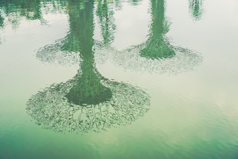tree, supertrees, tree trunk, growth, green color, reflection, lake, standing water, high angle view, water, singapore, outdoors, tranquility, plant, tranquil scene