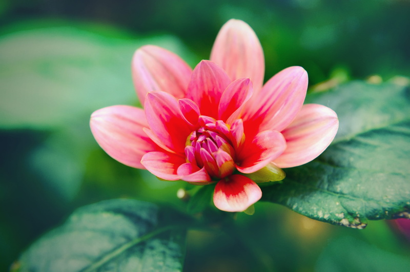 pink color, gardens by the bay, 4K, petals, plant part, leaf, macro, inflorescence, freshness, floral, flower, flowering plant, beauty in nature, day