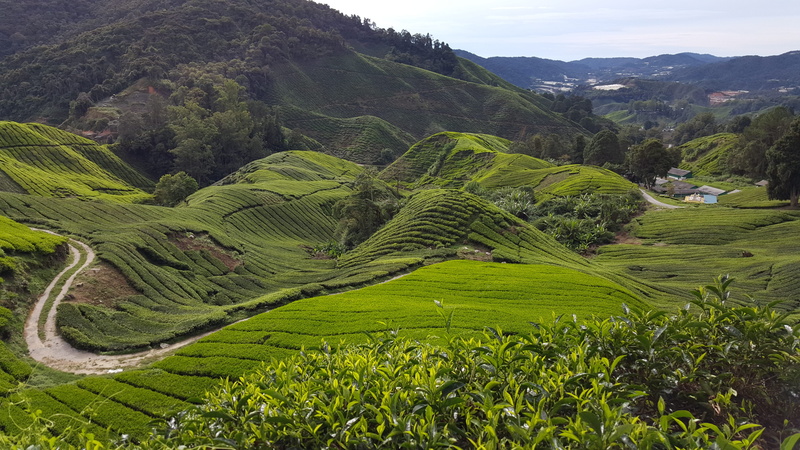 scenics - nature, green color, terrace, malaysia, growth, plantation, environment, agriculture, no people, terraced field, beauty in nature, land, tea crop