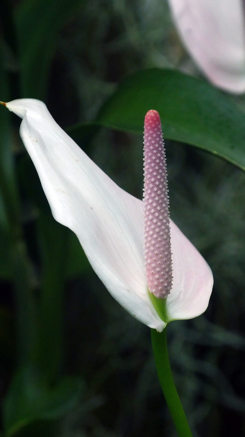 macro photo, liy, flowering plant, flower images, peace lily flower, close-up, pollen, fragility, petal, peace, inflorescence, images of flowers, flower head