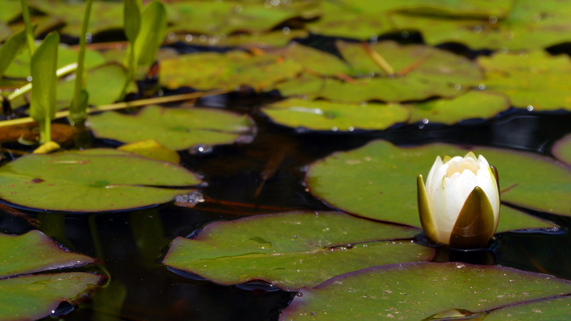 wet, water lily, nature, green color, leaf, pond lily, pictures of flowers, beauty in nature, flower, lily plant, plant, flower pics, open, lotus water lily