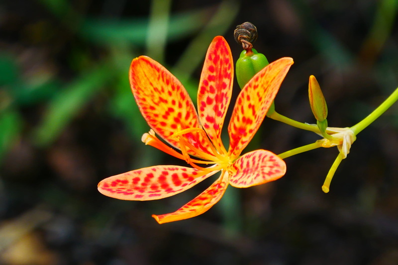 background, ornamental, plant, petal, iris, leafy, iris domestica, leopard lily, flowering plant, springtime, beautiful flowers, flower images, fragility