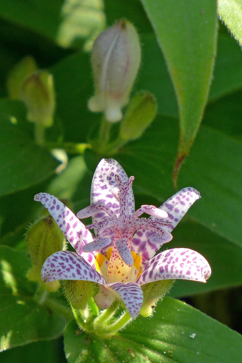 pollination, orchid, day, inflorescence, shade plants, purple, lily, animal wing, late, fragility, flower image, toad lily, one animal, like, come, invertebrate