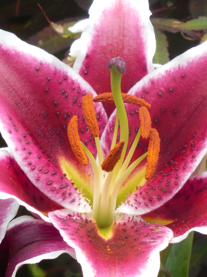 fragility, colorful, yellow, orange, freshness, no people, blooming, lilium, botany, natural, summer, gardening, bloom, pink color, perennial, garden, leaf