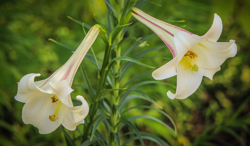 nature, white trumpet lily, pollen, Trumpet, growth, petal, outdoors, springtime, flower, flower Head, no people, close-up, gardening, single Flower, formosanum