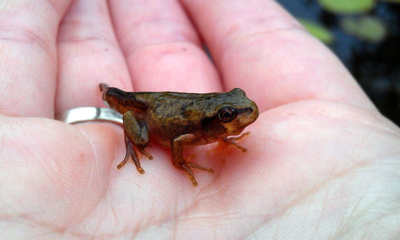 human hand, 1080P, nibe croaker, far, frog, care, day, one animal, animals in the wild, one person, far east tree frog, unrecognizable person, east, hyla japonica