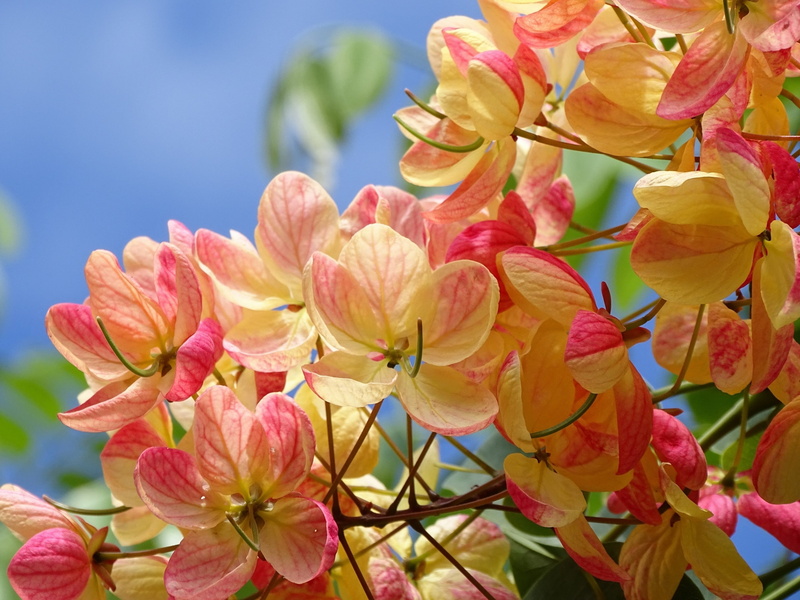 petals, flowers, macro, 2K, Cassia fistula
