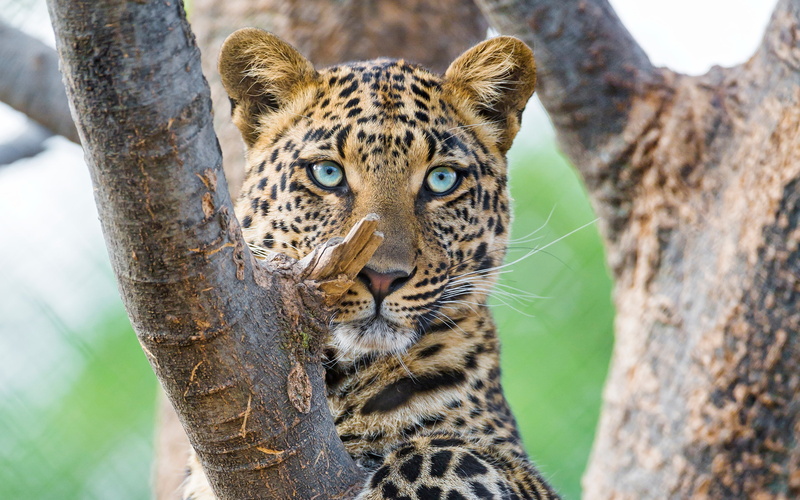 Panthera, 2K, Leopard, Big cat