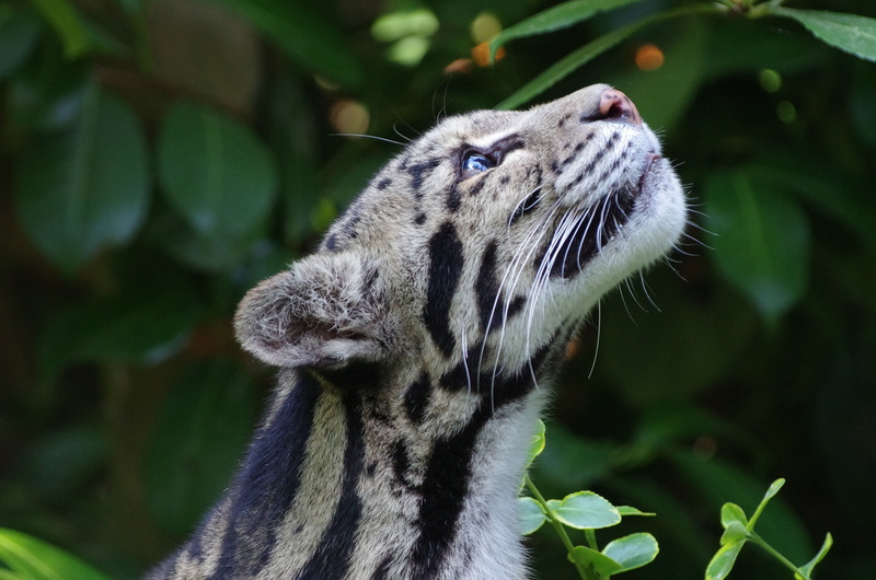 close-up, endangered Species, nature, animal Head, animal, animals Hunting, one Animal, looking, animal body part, large, animal themes, animal mouth, undomesticated Cat
