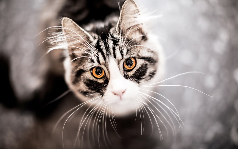 1080P, s, Face, Mustache, close, Cat