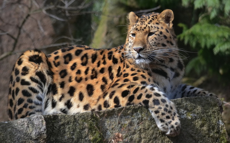 leopard, on the stone, spotted, face, paw, mustache, 1080P, look, predator, lies