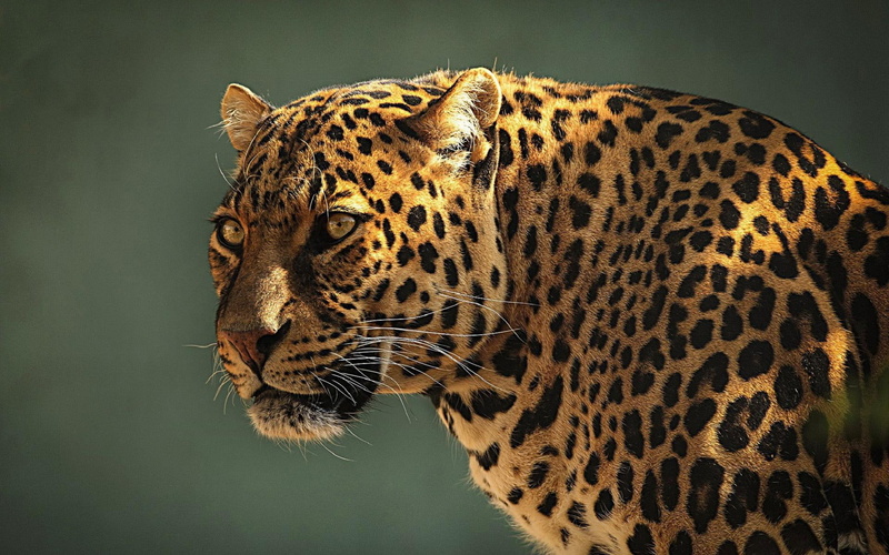 1080P, pictures, pattern, face, spots, cats, eyes, leopard