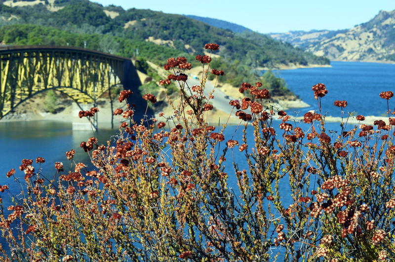 sonoma, tranquil scene, holiday, warm springs, flowers, lookout, amazing, bay, mountains, beauty in nature, growth, drive, bush, day, route, hills, nature