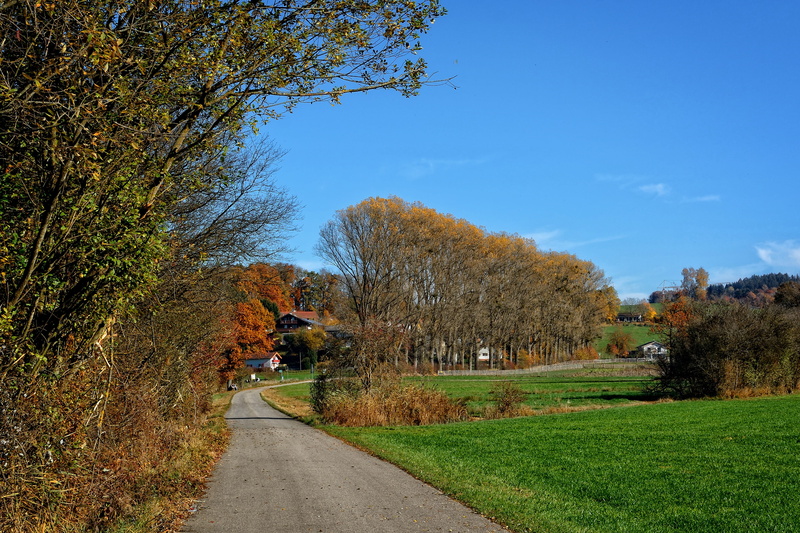 4K, land, beauty in nature, autumn, trail, trees, fall color, romantic, day, field, change, plant, outdoors, the way forward, grass, holiday, leisure