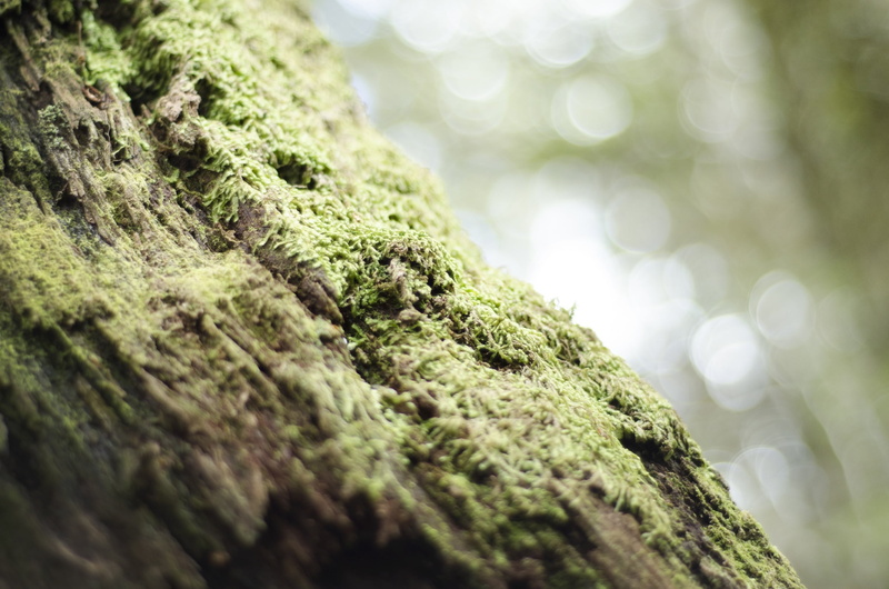 green color, mossy, park, tree trunk, reptile, 1080P, animals in the wild, lizard, macro, textured, flora, nature, rainforest, outdoor, defocused, color