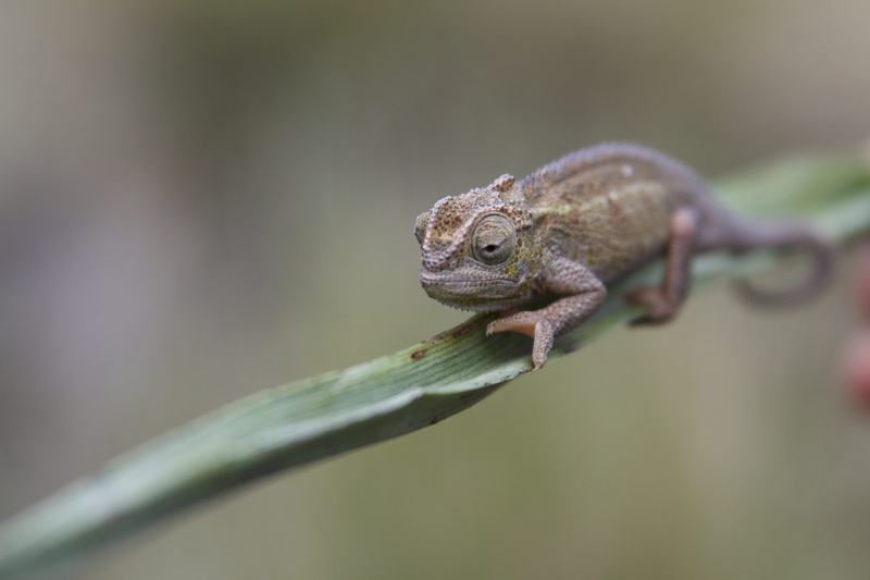nature, amphibian, lizard, plant, stare, vertebrate, outdoors, chameleon, animals in the wild, photography, South Africa, selective, one animal, day, africa