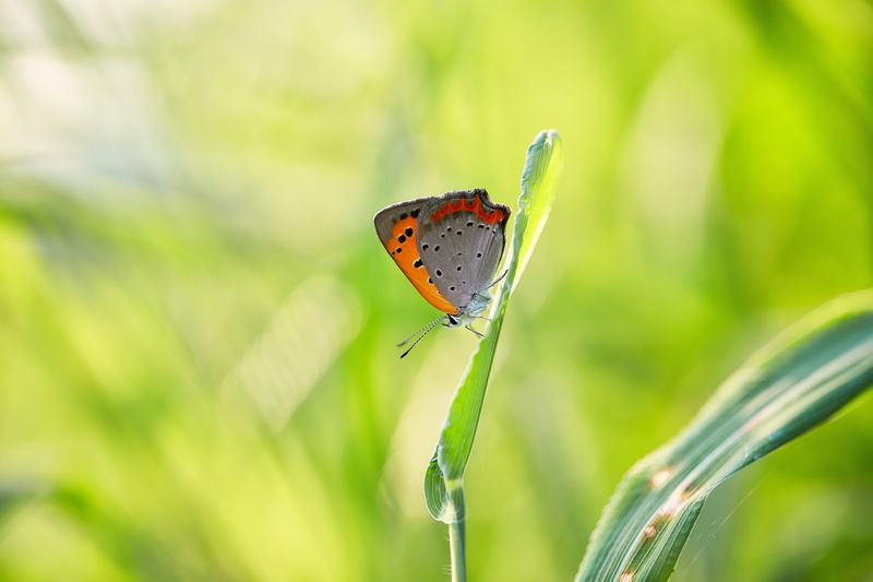 butterfly, green, shallow focus, brown, animal, butterfly - Insect, gray, nature, shallow, photography, wildlife, focus, macro, animal Wing, beauty In Nature