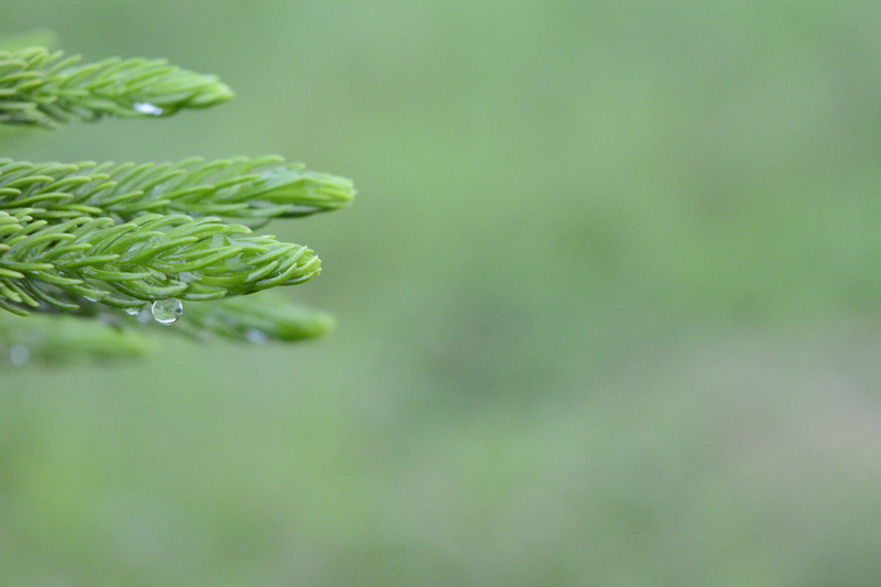 nature photography, branches, green nature, closeup nature, outdoors, shallow, nature, close-up, close photography, green, macro photography, prickly branches pine