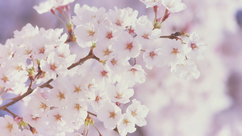 growth, selective focus, nature, pollen, close-up, petal, outdoors, springtime, flowering plant, flowers, trees, petaled, pink color, freshness, white