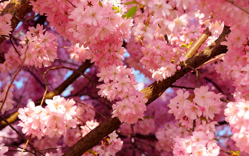 petal, 1080P, growth, day, petaled, plant, springtime, vulnerability, outdoors, blossom, branch, beauty in nature, freshness, flowering plant, flower