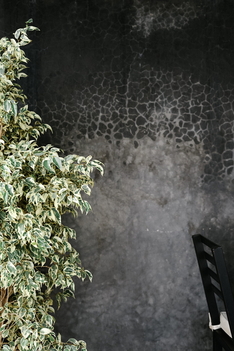 exterior design, outdoors, morocco, bush, pier, plant, green color, vegetation, wall, day, seat, window, flora, green, flagstone, metal, chair, plant part