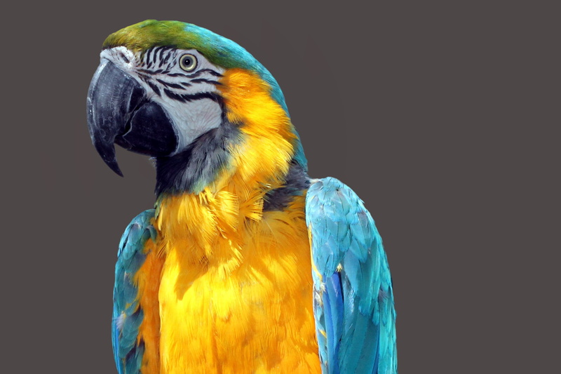 animal head, multi Colored, animals in the wild, studio shot, beak, animal themes, black background, ara, animal, bird, indoors, colorful, yellow, color