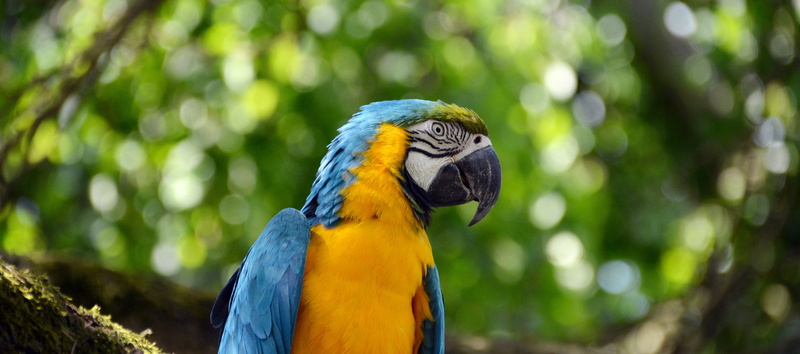 tropical rainforest, yellow breast, ara, animal body part, colorful, focus on foreground, blue, 5K, nature, yellow, parrot, outdoors, gold and blue macaw
