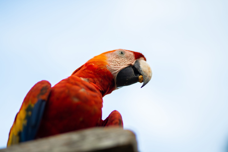 one animal, scarlet macaw, animal body part, parrot, close-up, colourful, no people, macaw, copy space, bird, profile view, macau, sky, perched, day, red