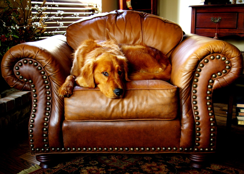 room, luxury, interior, furniture, armchair, floor, chair, furnitures, mammal, animal themes, cozy, sofa, relaxation, wood, one animal, golden retriever