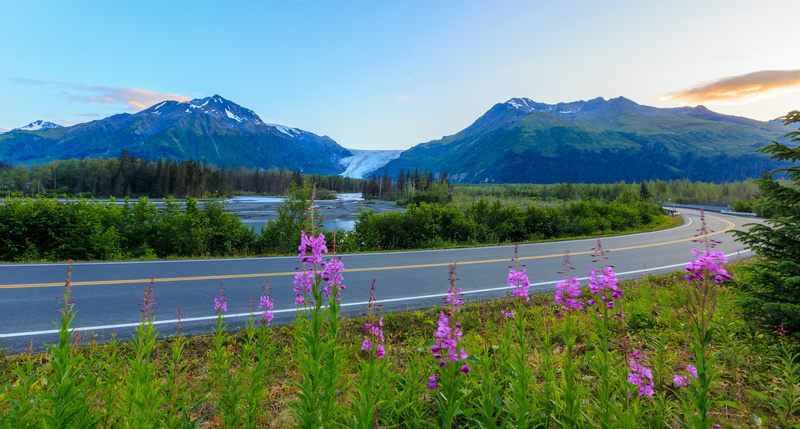 Alaska, purple, petaled, concrete road, landscape, gray, summer, Explored, scenics, flowers, road between, green, outdoors, plants, nature, road, 5K, green leaf