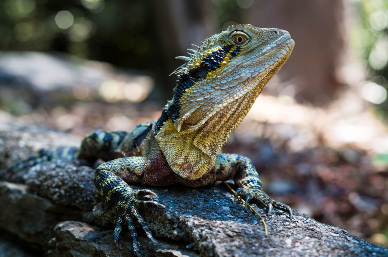 grey, focus, animal, photo, botanical garden, stone, lizard, day, bush, reptile, danger, close-up, Water dragon, visitor, Brisbane, Mount Coot Tha  Queensland
