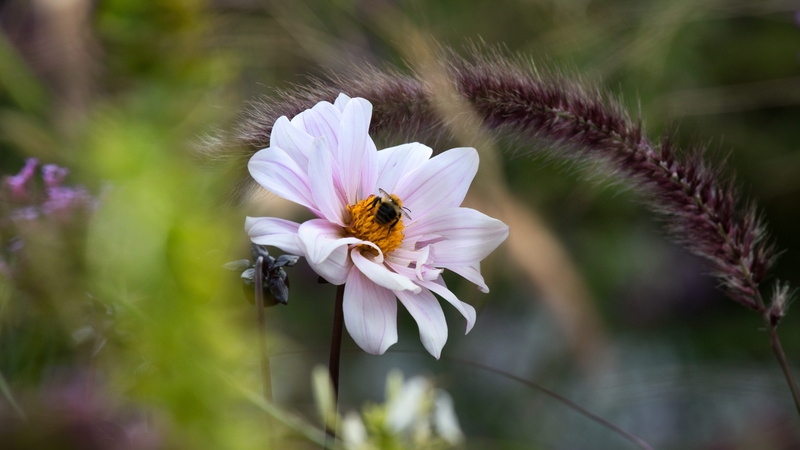 petal, hummel, bud, fragility, dahlia, flower, flower head, pollination, beauty, animal, bloom, beauty in nature, vulnerability, bumblebee, animal wildlife